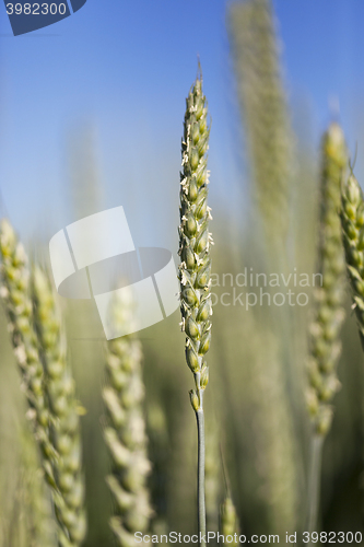 Image of agricultural field wheat  