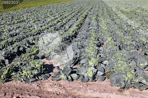 Image of Field with cabbage  