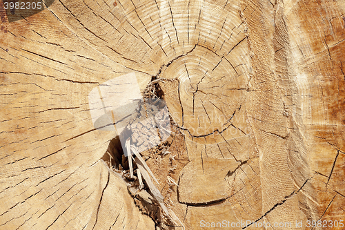 Image of tree harvesting, close-up 