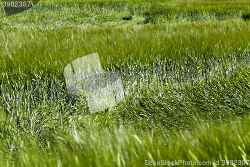 Image of destruction of green cereals 