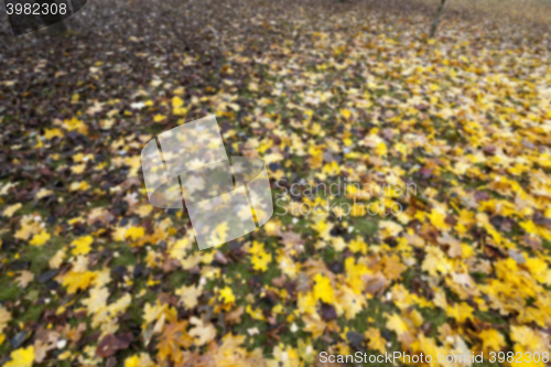 Image of old autumn foliage  