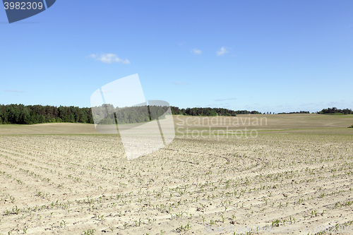 Image of Field with corn  