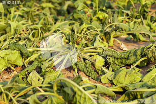 Image of sluggish sugar beet  