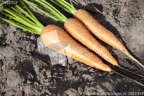 Image of Carrots on the ground 