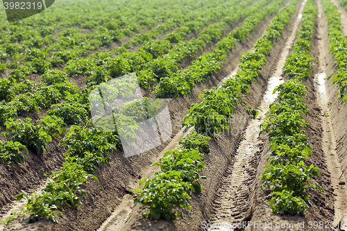 Image of Field with potato  