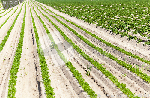 Image of Field with carrot 