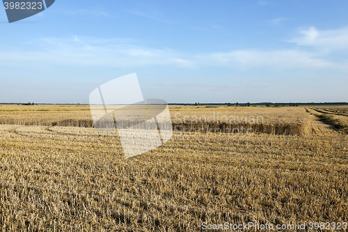 Image of harvesting wheat, cereals  