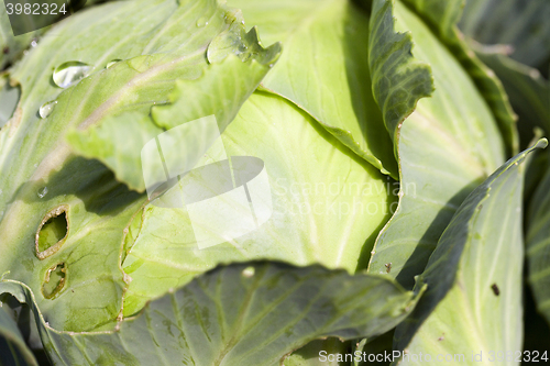 Image of green cabbage with drops  