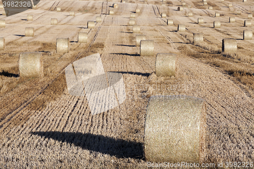 Image of haystacks in a field of straw  