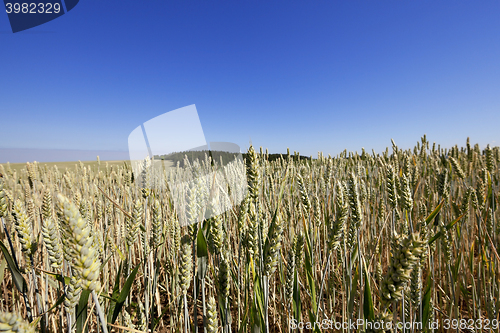 Image of farm field cereals 