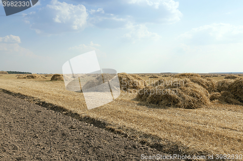 Image of farm field cereals  