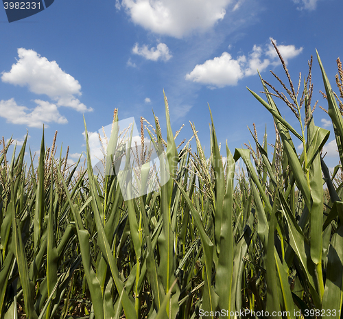 Image of corn field, agriculture  