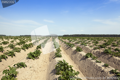 Image of Agriculture,   potato field  