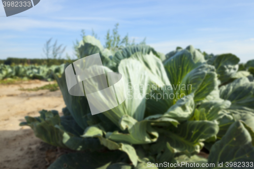 Image of Field with cabbage, summer  