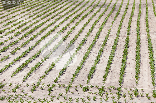 Image of field with beetroot  