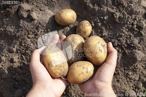 Image of Potatoes in hand  