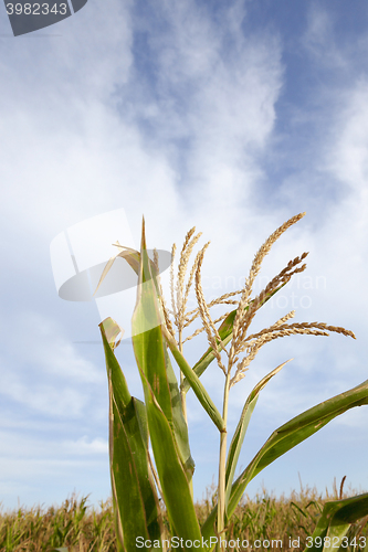 Image of Green immature corn  