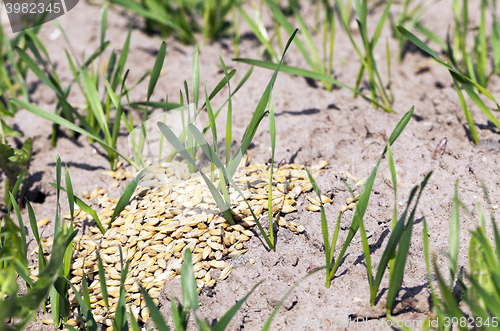 Image of little sprout Cereal  
