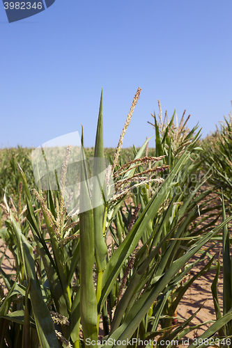 Image of Corn field, summer  