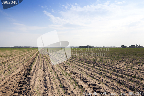 Image of sprouts green onions  