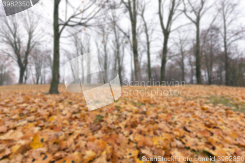 Image of Autumn Park, overcast  