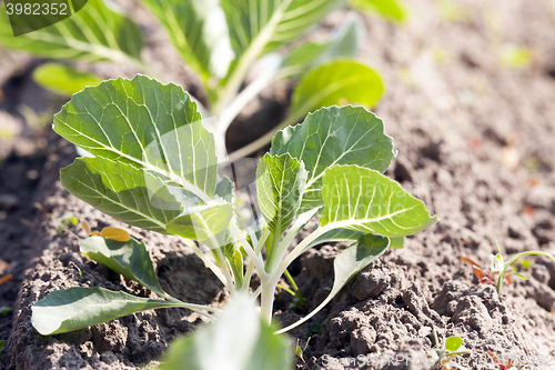 Image of Field with cabbage  