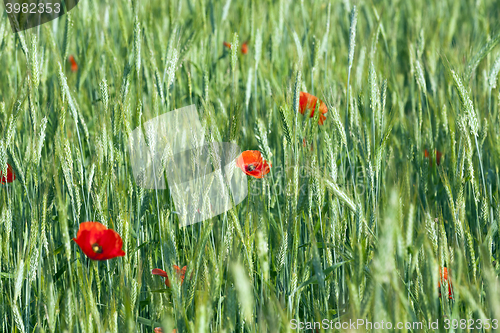 Image of red poppies. summer 