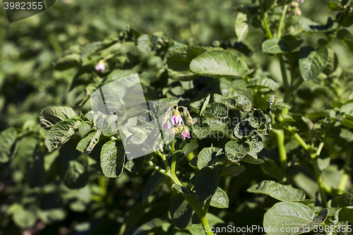 Image of Field with potato 