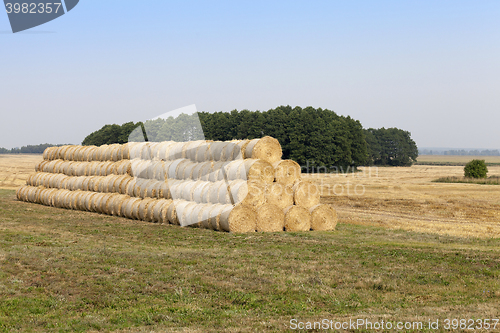 Image of stack of wheat straw  