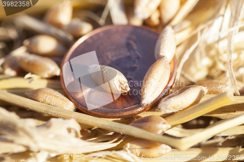 Image of cereal farming field  