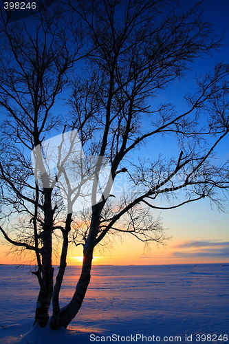 Image of Sunset through leafless trees in winter