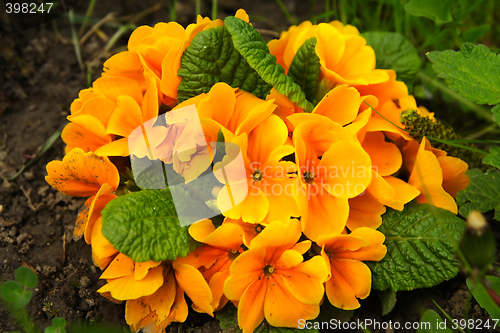 Image of White primula flowers