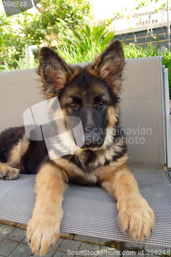 Image of German shepherd puppy