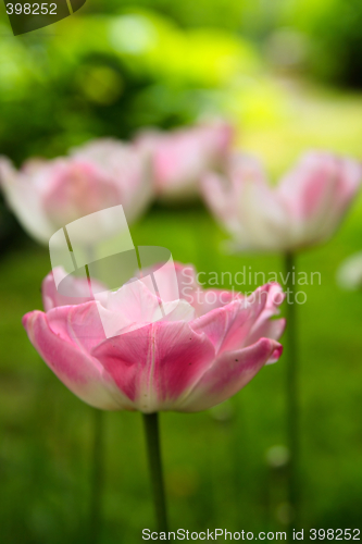 Image of Pink tulip