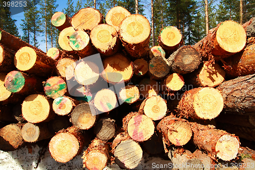 Image of Cut logs at the edge of the forest