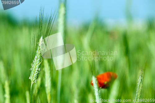 Image of Poppy in the field  