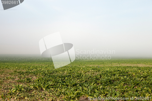 Image of beetroot in field  