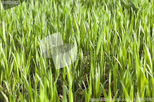 Image of green wheat, close-up  