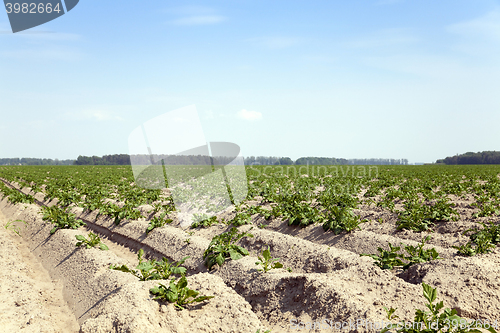 Image of Potatoes in the field  