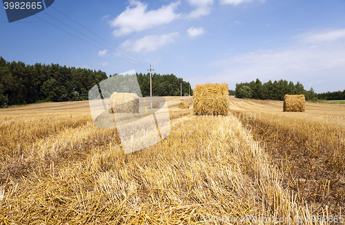 Image of   after harvesting cereal