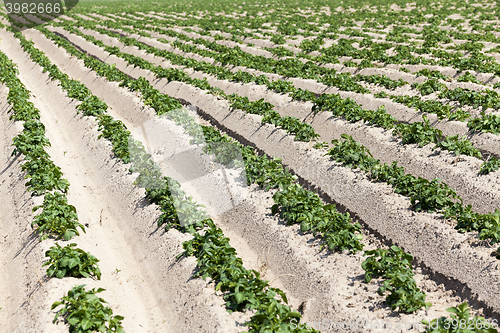 Image of Agriculture,   potato field  