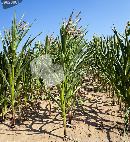 Image of corn field, agriculture  