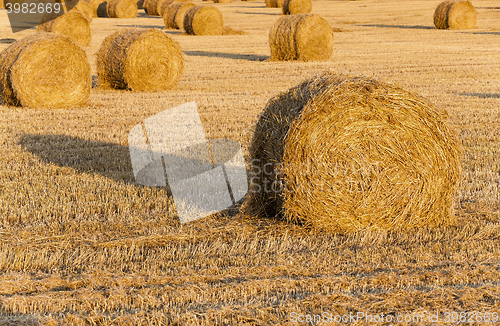 Image of   harvest of cereals