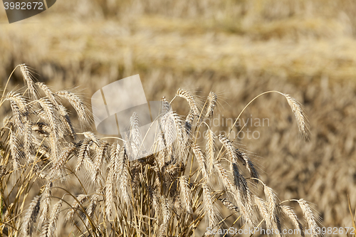Image of ripe yellow cereals  