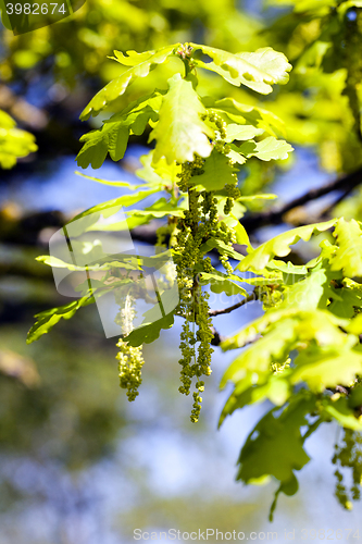Image of Flower closeup oak 