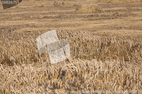 Image of ripe yellow cereals  