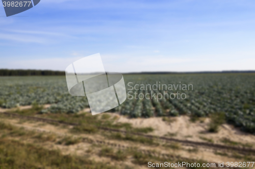Image of Field with cabbage, summer  