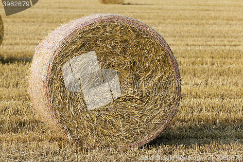 Image of stack of straw in the field  