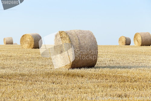Image of   harvest of cereals 