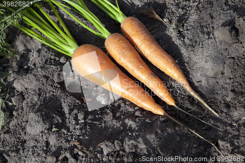 Image of Carrots on the ground 
